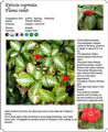 Episcia Cupreata